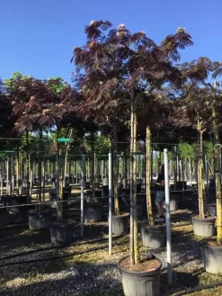Perzische Slaapboom Als Boom (Albizia Julibrissin 'Summer Chocolate') -Tuinplanten Winkel albizia sumer chocolate 14 16 1