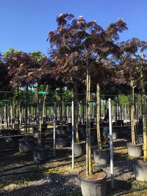 Perzische Slaapboom Als Boom (Albizia Julibrissin 'Summer Chocolate') 6 Perzische Slaapboom Als Boom (Albizia Julibrissin 'Summer Chocolate') - Afbeelding 6