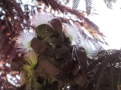 Perzische Slaapboom Als Boom (Albizia Julibrissin 'Summer Chocolate') -Tuinplanten Winkel albizia summer chocolate 1