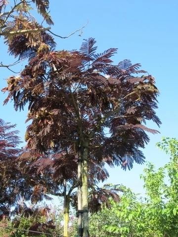 Perzische Slaapboom Als Boom (Albizia Julibrissin 'Summer Chocolate') 7 Perzische Slaapboom Als Boom (Albizia Julibrissin 'Summer Chocolate') - Afbeelding 7