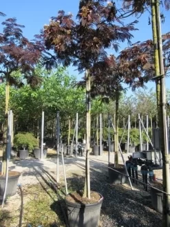 Perzische Slaapboom Als Boom (Albizia Julibrissin 'Summer Chocolate') 20 Perzische Slaapboom Als Boom (Albizia Julibrissin 'Summer Chocolate') -Tuinplanten Winkel albizia summer chocolate 3