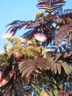 Perzische Slaapboom Als Boom (Albizia Julibrissin 'Summer Chocolate') -Tuinplanten Winkel albizia summer chocolate 4 1