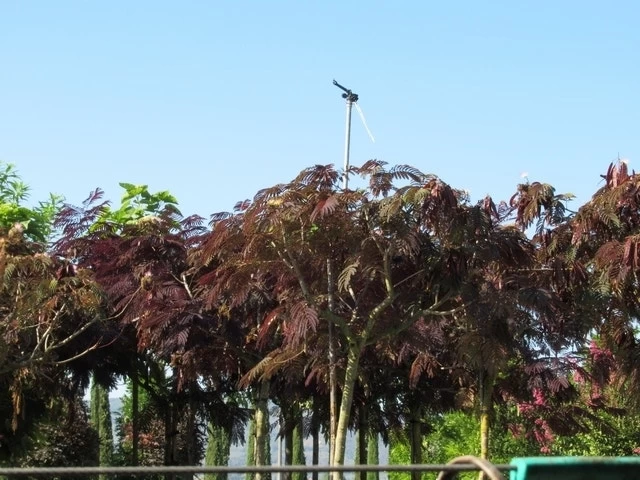 Perzische Slaapboom Als Boom (Albizia Julibrissin 'Summer Chocolate') 10 Perzische Slaapboom Als Boom (Albizia Julibrissin 'Summer Chocolate') - Afbeelding 10