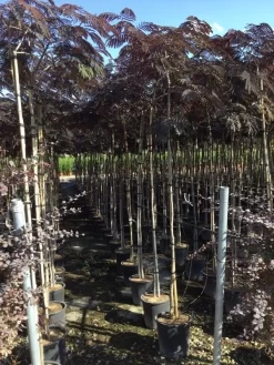 Perzische Slaapboom Als Boom (Albizia Julibrissin 'Summer Chocolate') -Tuinplanten Winkel albizia summer chocolate 6 8 1