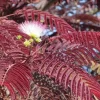 Perzische Slaapboom Als Boom (Albizia Julibrissin 'Summer Chocolate')