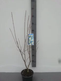 Krentenboom (Amelanchier Laevis 'Ballerina') -Tuinplanten Winkel amelanchier ballerina