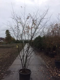 Krentenboom Als Struik (Amelanchier Lamarckii) -Tuinplanten Winkel amelanchier lamarckii