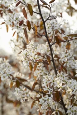 Meerstammige Krentenboom (Amelanchier Lamarckii) -Tuinplanten Winkel amelanchier lamarckii01 2