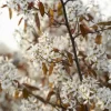 Krent Als Boom (Amelanchier Lamarckii)