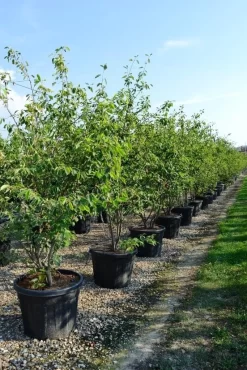 Meerstammige Krentenboom (Amelanchier Lamarckii) -Tuinplanten Winkel amelanchierlammarckii01 2