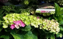 Hortensia (Hydrangea 'Magical Jewel Pink') -Tuinplanten Winkel amethyst01c 1