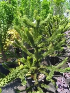 Apeboom (Araucaria Araucana) -Tuinplanten Winkel araucaria araucana 100 125 150