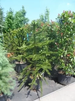 Apeboom (Araucaria Araucana) -Tuinplanten Winkel araucaria araucana 150 175