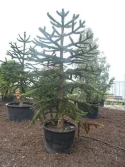 Apeboom (Araucaria Araucana) -Tuinplanten Winkel araucaria araucana 275 300