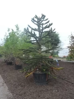 Apeboom (Araucaria Araucana) -Tuinplanten Winkel araucaria araucana 275 300 2