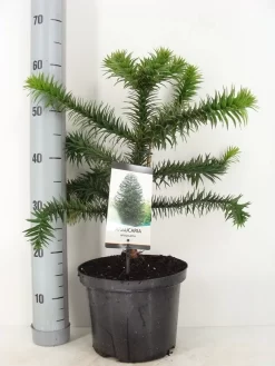 Apeboom (Araucaria Araucana) -Tuinplanten Winkel araucaria araucana 30 40 c5 m 1
