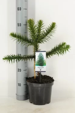 Apeboom (Araucaria Araucana) -Tuinplanten Winkel araucaria araucana c3 m 1