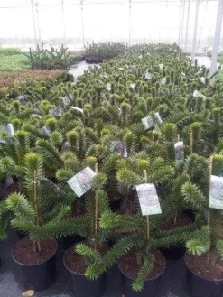 Apeboom (Araucaria Araucana) -Tuinplanten Winkel araucaria c15