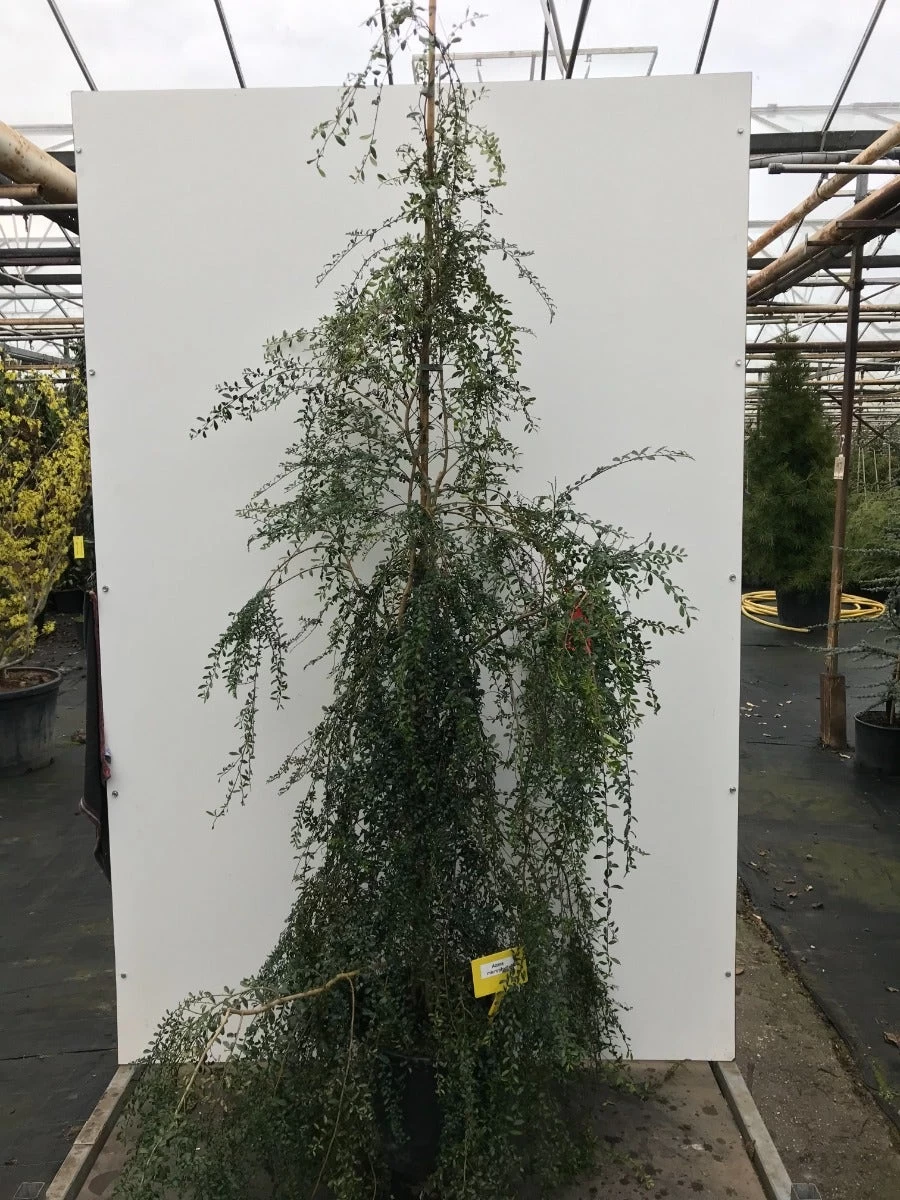 Azara (Azara Microphylla) 2 Azara (Azara Microphylla) - Afbeelding 2