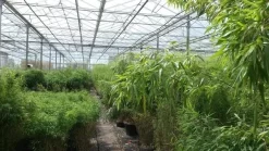 Niet Woekerende Bamboe (Fargesia Murieliae 'Jumbo') -Tuinplanten Winkel bamboe 1 1