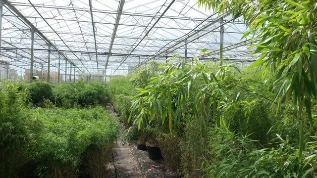 Niet Woekerende Bamboe (Fargesia Murieliae 'Jumbo') 11 Niet Woekerende Bamboe (Fargesia Murieliae 'Jumbo') - Afbeelding 11