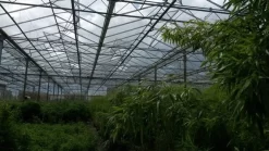 Niet Woekerende Bamboe (Fargesia 'Jiuzhaigou') -Tuinplanten Winkel bamboe 2 2