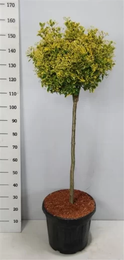 Kardinaalshoed Op Stam (Euonymus Japonicus 'Aureus') -Tuinplanten Winkel bc88a2ba3e99a73a1f95554f396bcc6d 2