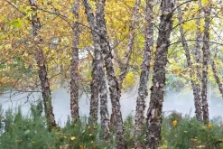 Zwarte Berk (Betula Nigra) -Tuinplanten Winkel betula nigra01