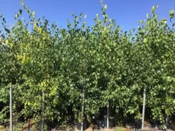Meerstammige Berk (Betula Pendula) -Tuinplanten Winkel betula pendula 200 250cm meerstammig