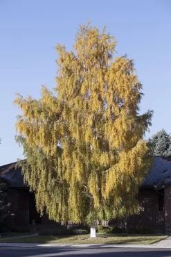 Berk (Betula Pendula 'Laciniata')