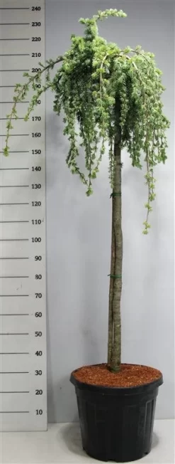 Treurceder Op Stam (Cedrus Libani 'Glauca Pendula') -Tuinplanten Winkel bf626bb3ffe06d8a36e0e5cfc965630a