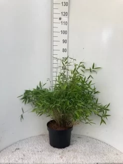 Niet Woekerende Bamboe (Fargesia Murieliae 'Bimbo') -Tuinplanten Winkel bimbo c10