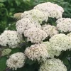 Hortensia (Hydrangea 'BellaRagazza Blanchetta')