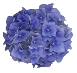 Hortensia Blue Ballad (Hydrangea 'Music Collection') 9 Hortensia Blue Ballad (Hydrangea 'Music Collection') -Tuinplanten Winkel blue ballad