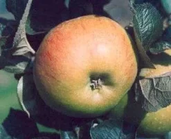 Lei-appel (Malus Domestica 'Bramley Seedling')