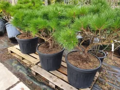 Meerstammige Japanse Pijnboom (Pinus Parviflora 'Brevifolia') -Tuinplanten Winkel brevifolia