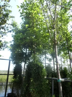 Papiermoerbei (Broussonetia Papyrifera) 7 Papiermoerbei (Broussonetia Papyrifera) -Tuinplanten Winkel broussonetia papyrifera 16 18ho cont