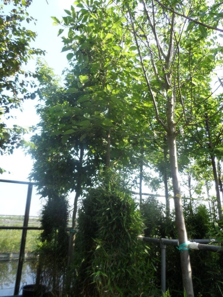 Papiermoerbei (Broussonetia Papyrifera) 4 Papiermoerbei (Broussonetia Papyrifera) - Afbeelding 4