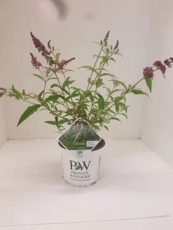 Vlinderstruik (Buddleja 'Miss Ruby') -Tuinplanten Winkel budd miss ruby
