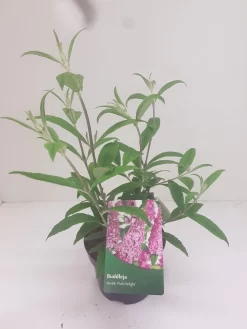 Vlinderstruik (Buddleja Davidii 'Pink Delight') -Tuinplanten Winkel budd pink delight 1