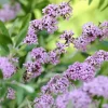 Vlinderstruik (Buddleja Alternifolia)