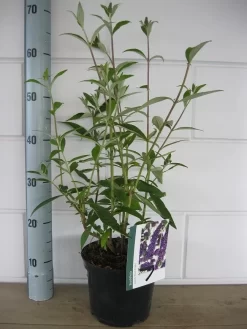 Vlinderstruik (Buddleja Davidii 'Black Knight') -Tuinplanten Winkel buddleja black knight c3 10 7 2016