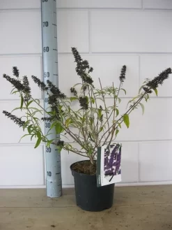 Vlinderstruik (Buddleja Davidii 'Black Knight') -Tuinplanten Winkel buddleja black knight c3 23 10 2018