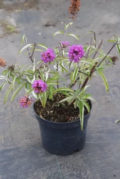 Vlinderstruik (Buddleja Davidii Petite 'Tutti Frutti') -Tuinplanten Winkel buddleja davidii petite tutti fruitti 2 3.00 vita nova