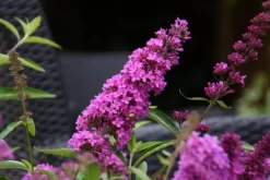 Vlinderstruik (Buddleja Davidii Petite 'Tutti Frutti') -Tuinplanten Winkel buddleja free petite tutti fruitti podoras 13 10