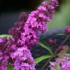 Vlinderstruik (Buddleja Davidii Petite 'Tutti Frutti')