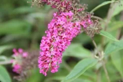Vlinderstruik (Buddleja 'Miss Ruby') 15 Vlinderstruik (Buddleja 'Miss Ruby') -Tuinplanten Winkel buddleja miss ruby 6 1