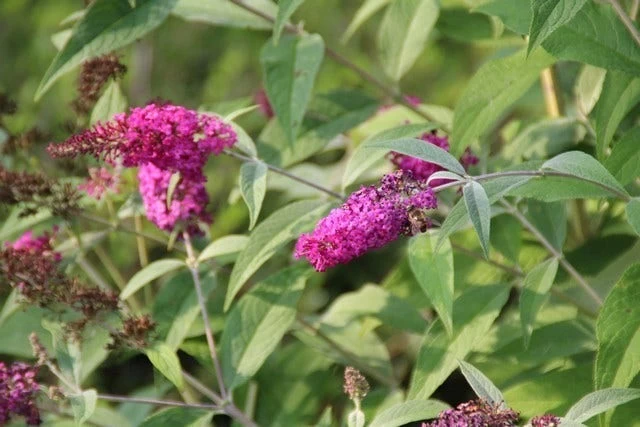 Vlinderstruik (Buddleja 'Miss Ruby') 8 Vlinderstruik (Buddleja 'Miss Ruby') - Afbeelding 8