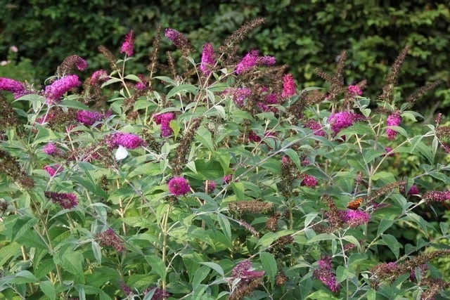 Vlinderstruik (Buddleja 'Miss Ruby') 4 Vlinderstruik (Buddleja 'Miss Ruby') - Afbeelding 4
