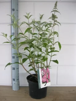 Vlinderstruik (Buddleja Davidii 'Pink Delight') -Tuinplanten Winkel buddleja pink delight c3 10 7 2016 1